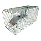 Ratazanas