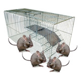 Ratoeira Grande Ratos Rato Camundongo Ratazana