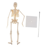 Realistic 45cm Mini Corpo Humano Esqueleto Modelo Conjunto
