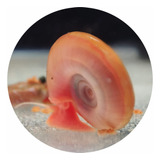 Red Ramshorn Biomphalaria Glabrata