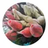 Rede   Redinha Proteção Botões De Rosas Ou Vagens 100 Und