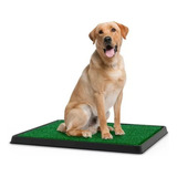 Pet