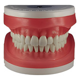 Refil Manequim De Dentistica