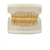 Refil Manequim De Periodontia
