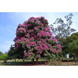Resedá Gigante Lagerstroemia Sementes Arvore Para Mudas
