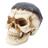 Resina Cranio Humano Modelo