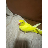 Ring Neck Amarelo