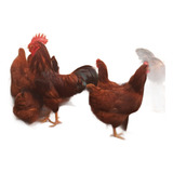 Galados