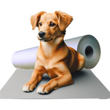 Rolo Jornal Pet Educador Sanitário Atrativo Xixi Pode
