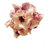 Rosa Deserto Golden Fight Perfumada Enxerto Adenium Planta