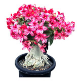 Rosa Do Deserto 1 De Cada Cor 10 Sementes Frete Gratis