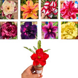 Florescem