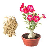 Rosa Do Deserto 20 Sementes Adenium Cores Diversas Flor Mix