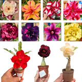 Florescem