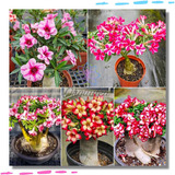 Rosa Do Deserto Adenium Mudas Kit