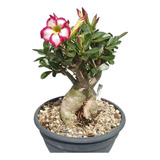 Rosa Do Deserto Adulta Já Podada Com Copa Baixa Linda Bonsai