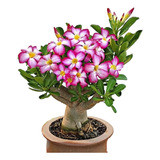 Rosa Do Deserto Bonsai Poda Baixa Adulta Muitos Galhos