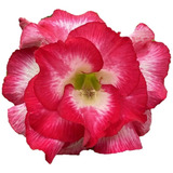 Rosa Do Deserto Bouquet