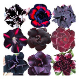 Rosa Do Deserto De Sementes Kit Com Negras 25 Sementes 