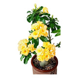 Rosa Do Deserto Kit Amarelas 18 Sementes 4 Tons 