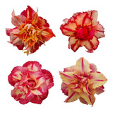 Adenium