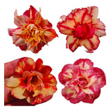 Rosa Do Deserto Kit Laranjas E Amarela 18 Sementes 4 Tons 