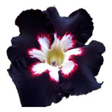 Rosa Do Deserto Preta Com Branco E Verm Id Black Lover 2