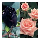 Rosa Mudas 