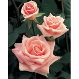 Rosa Salmao 