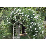 Rosa Trepadeira Branca Semente Flor Para Mudas