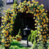 Rosa Trepadeira Golden Showers Sementes Flor P Mudas