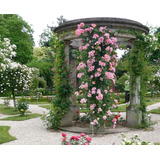 Rosa Trepadeira Lilás Sementes Flor P Mudas