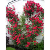 Rosa Trepadeira Vermelha Sementes De Flor P Mudas