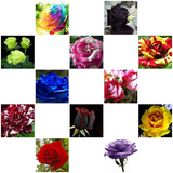 Rosas 12 Cores Separadas 180 Sementes Brinde
