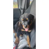 Rottweiler Alemao Lindos Filhotes