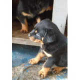 Rottweiler Belos Filhotes Com Pedigree