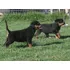 Rottweiler Canil Rottland  Filhotes