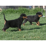 Rottweiler Canil Rottland Filhotes