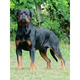 Rottweiler Filhotes 45