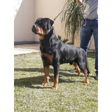Rottweiler Filhotes C Pedigree Cbkc E Controle De Displasia