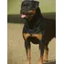 Rottweiler Filhotes Com (60 Dias)frete Gratis