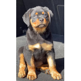 Rottweiler Filhotes  