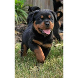 Rottweiler Filhotes Sp 