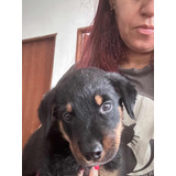 Rottweiler Lindos Filhotes Com