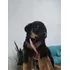 Rottweiler Lindos Filhotes Vacinados Com Pedigree * E Micro*