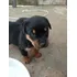 Rottweiler Machos E Fêmeas A Pronta Entrega Microchipados 