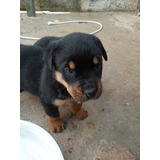 Rottweiler Machos E Femeas