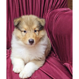 Rough Collie