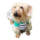 Roupa De Tricô Para Dachshund teckel Listra Verde M