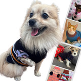 Roupa Pet Filhote E Pequeno Porte Kit 10 Atacado Revenda